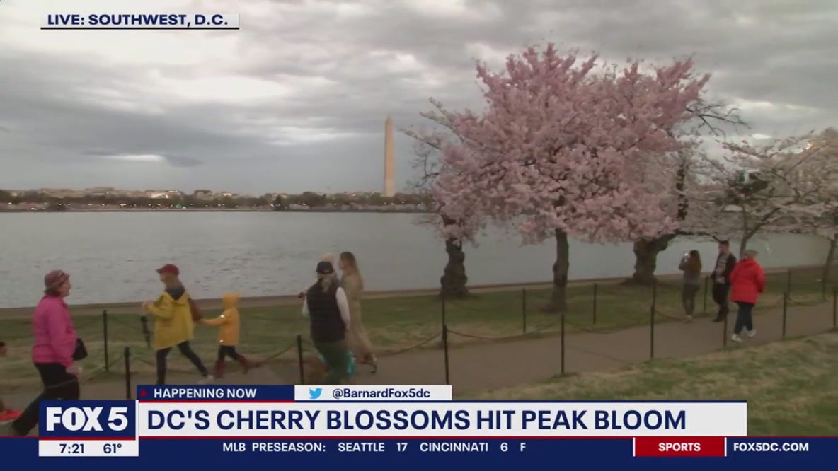 DC's cherry blossoms hit peak bloom
